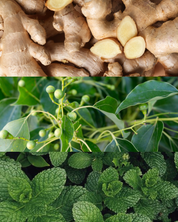 Pankration Baume chauffant 🔥