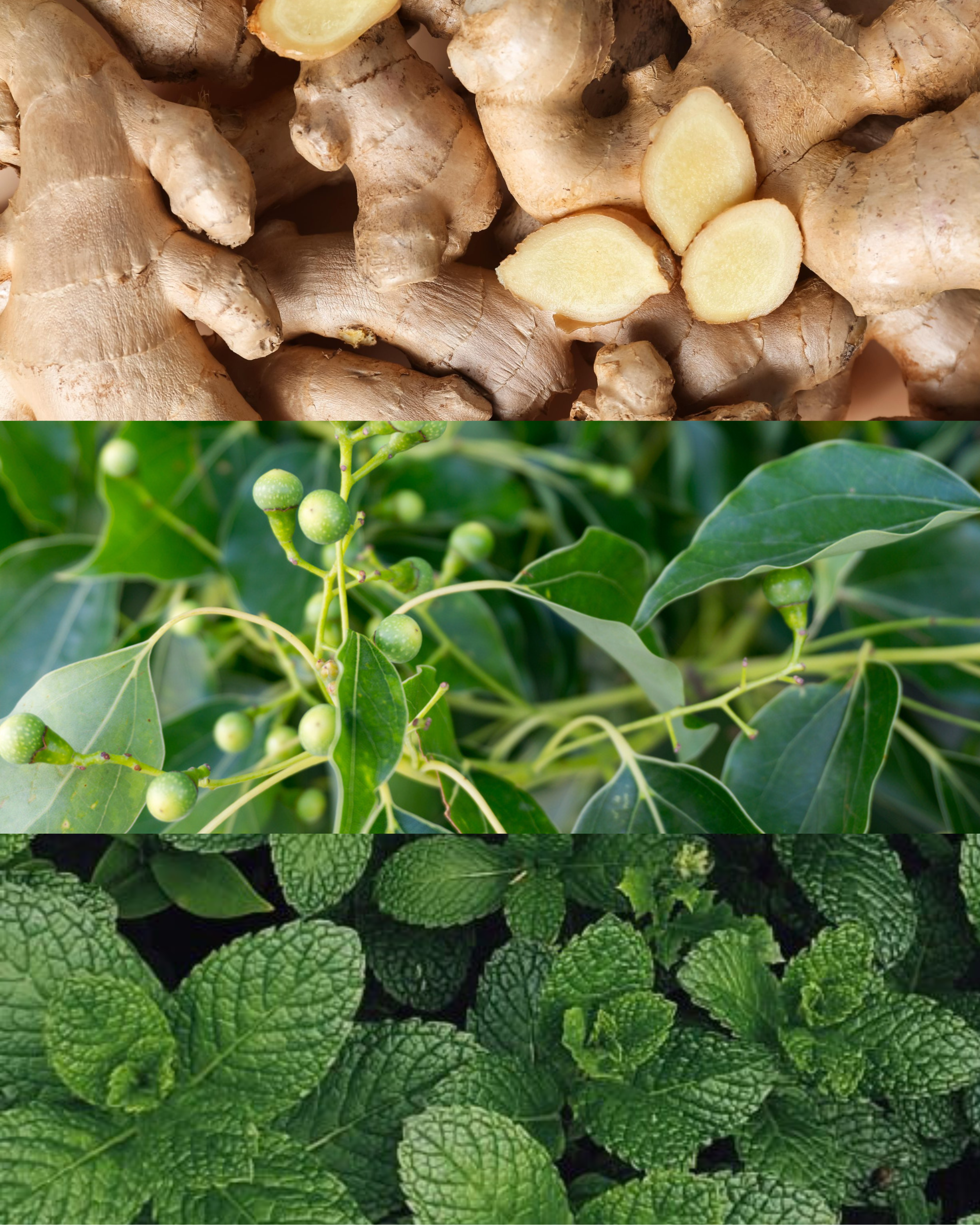 Pankration Baume chauffant 🔥