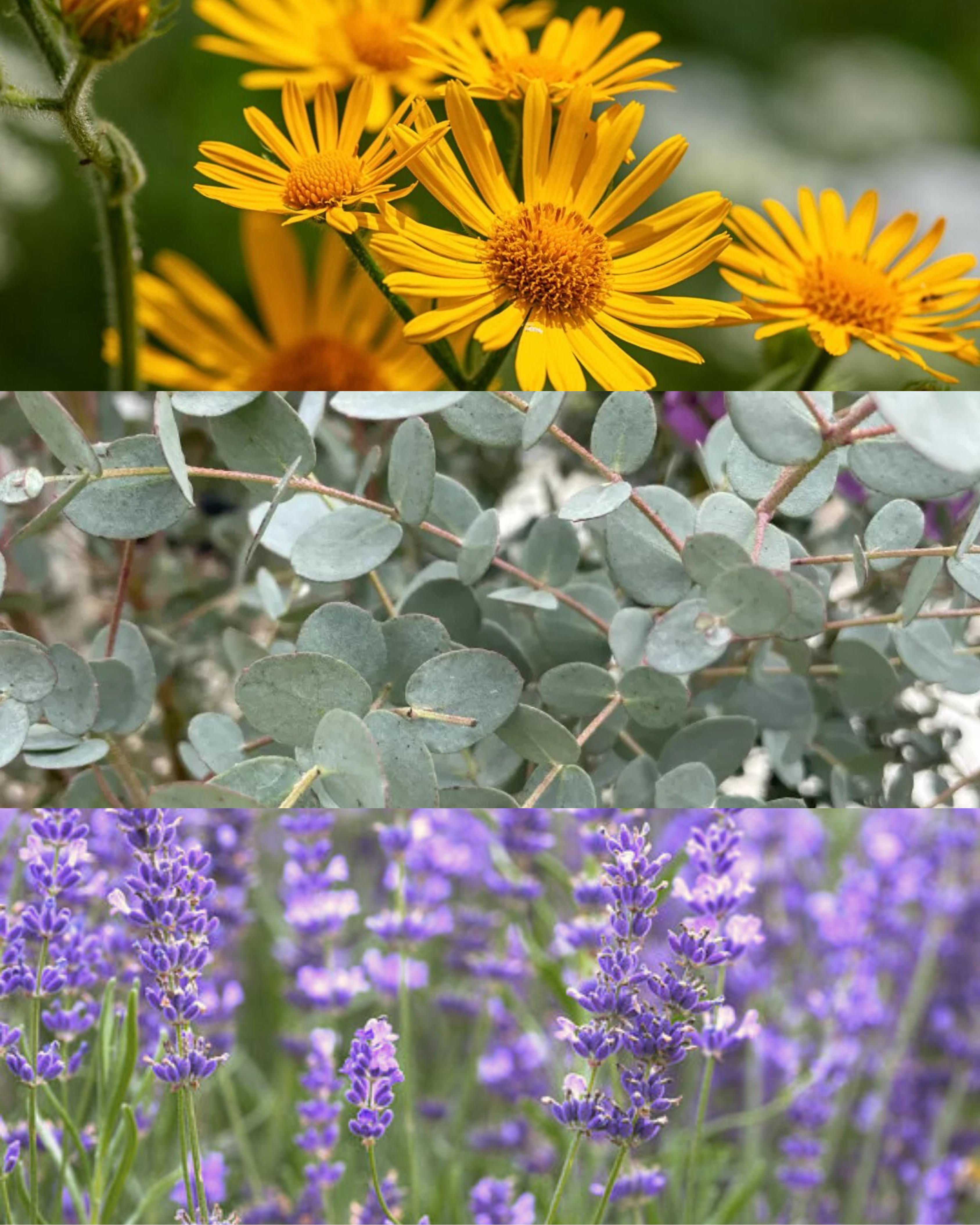 Pankration Baume réparateur ❄️